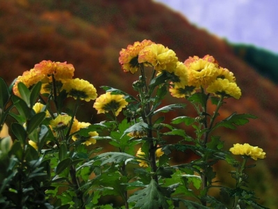 Herbst In Ediger Eller 1
